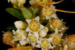 Field dodder